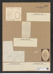 Diatomeae indet. Zeichnungen Sammlung Grunow Nr. 9113 (NHMW-BOT-W0378880)